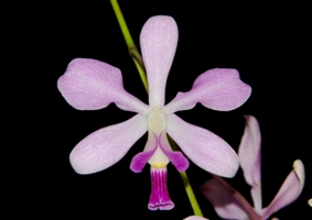 Encyclia dichroma Kristin AM 83 pts.